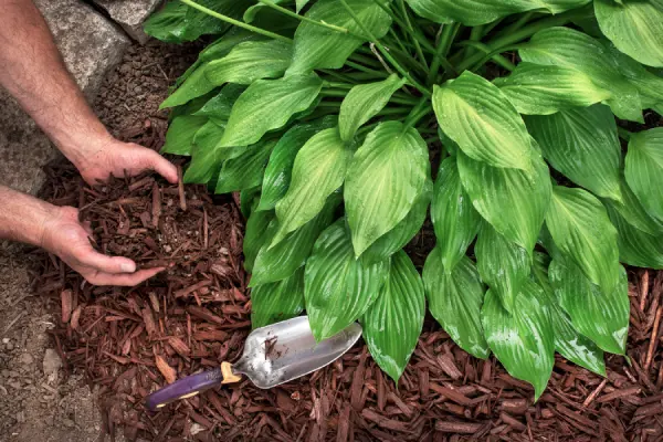 Mulching in Renton, WA