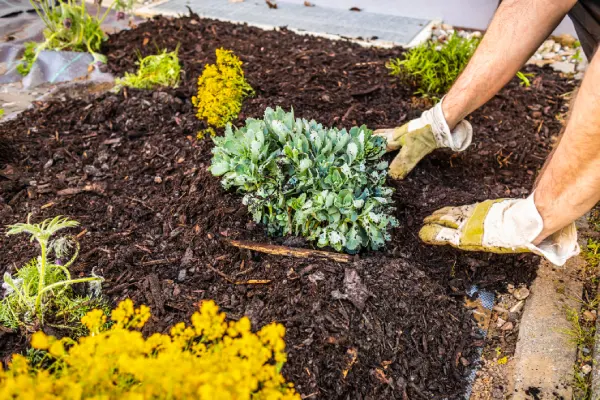 Mulching in Renton, WA