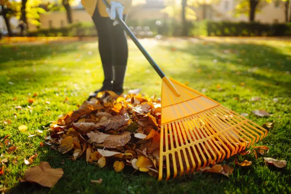 Yard Cleanup in Renton, WA